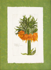 Pierre Joseph Buchoz Original Hand Colored Engraving of Fritillaria Imperialis