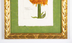Pierre Joseph Buchoz Original Hand Colored Engraving of Fritillaria Imperialis