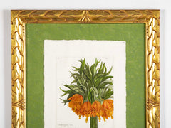 Pierre Joseph Buchoz Original Hand Colored Engraving of Fritillaria Imperialis