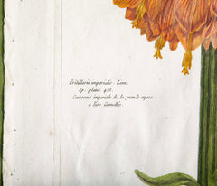 Pierre Joseph Buchoz Original Hand Colored Engraving of Fritillaria Imperialis