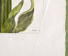 Pierre Joseph Buchoz Original Hand Colored Engraving of Fritillaria Imperialis