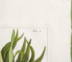 Pierre Joseph Buchoz Original Hand Colored Engraving of Fritillaria Imperialis