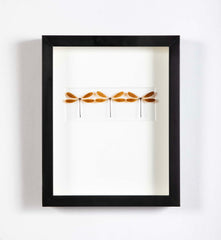 "Butterfly Trio" in Shadow Box by Christopher Marly