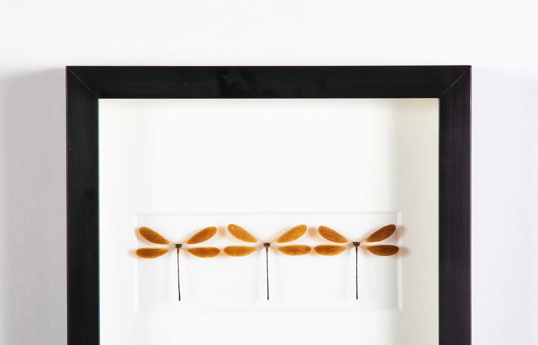 "Butterfly Trio" in Shadow Box by Christopher Marly