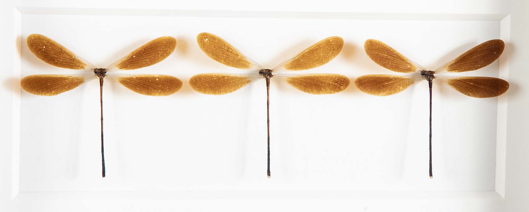 "Butterfly Trio" in Shadow Box by Christopher Marly