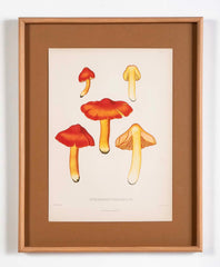 10 Chromolithograph Plates of Fungi by Swedish Botanist Elias Magnus Fries - Priced Individually at $950 EACH