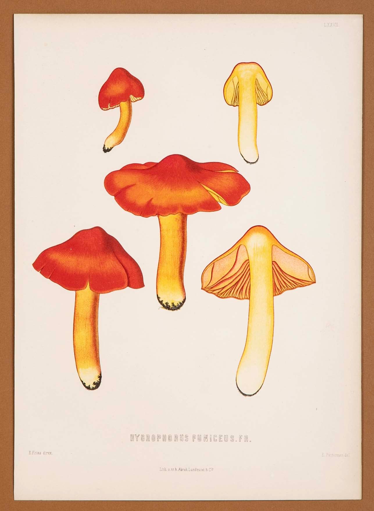 10 Chromolithograph Plates of Fungi by Swedish Botanist Elias Magnus Fries - Priced Individually at $950 EACH