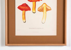 10 Chromolithograph Plates of Fungi by Swedish Botanist Elias Magnus Fries - Priced Individually at $950 EACH