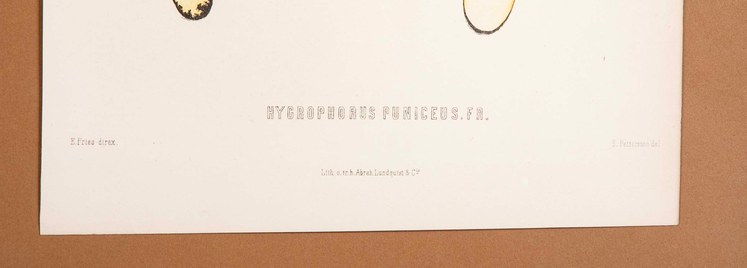 10 Chromolithograph Plates of Fungi by Swedish Botanist Elias Magnus Fries - Priced Individually at $950 EACH