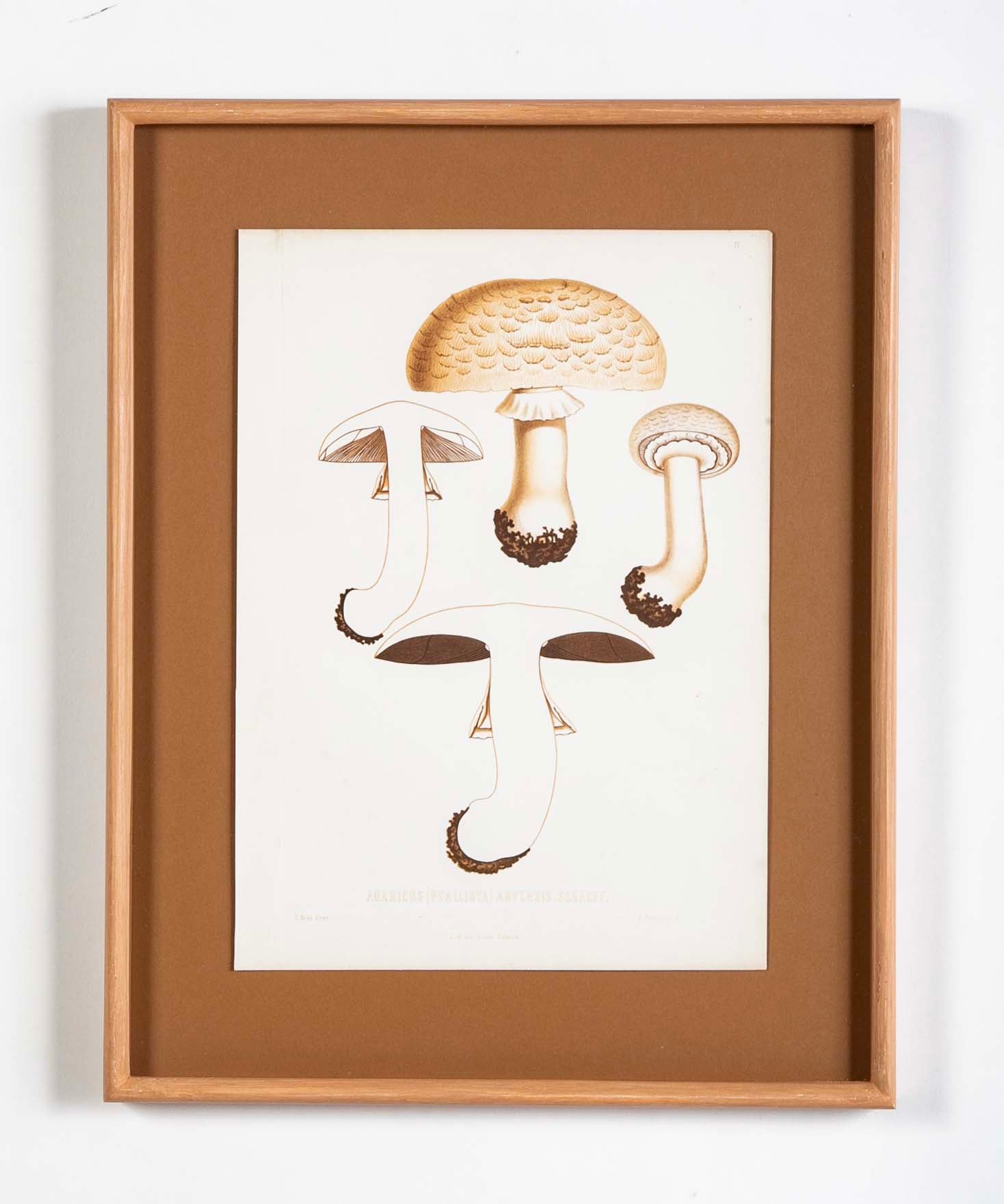 10 Chromolithograph Plates of Fungi by Swedish Botanist Elias Magnus Fries - Priced Individually at $950 EACH