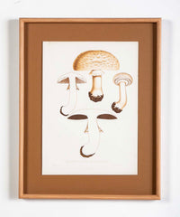 10 Chromolithograph Plates of Fungi by Swedish Botanist Elias Magnus Fries - Priced Individually at $950 EACH