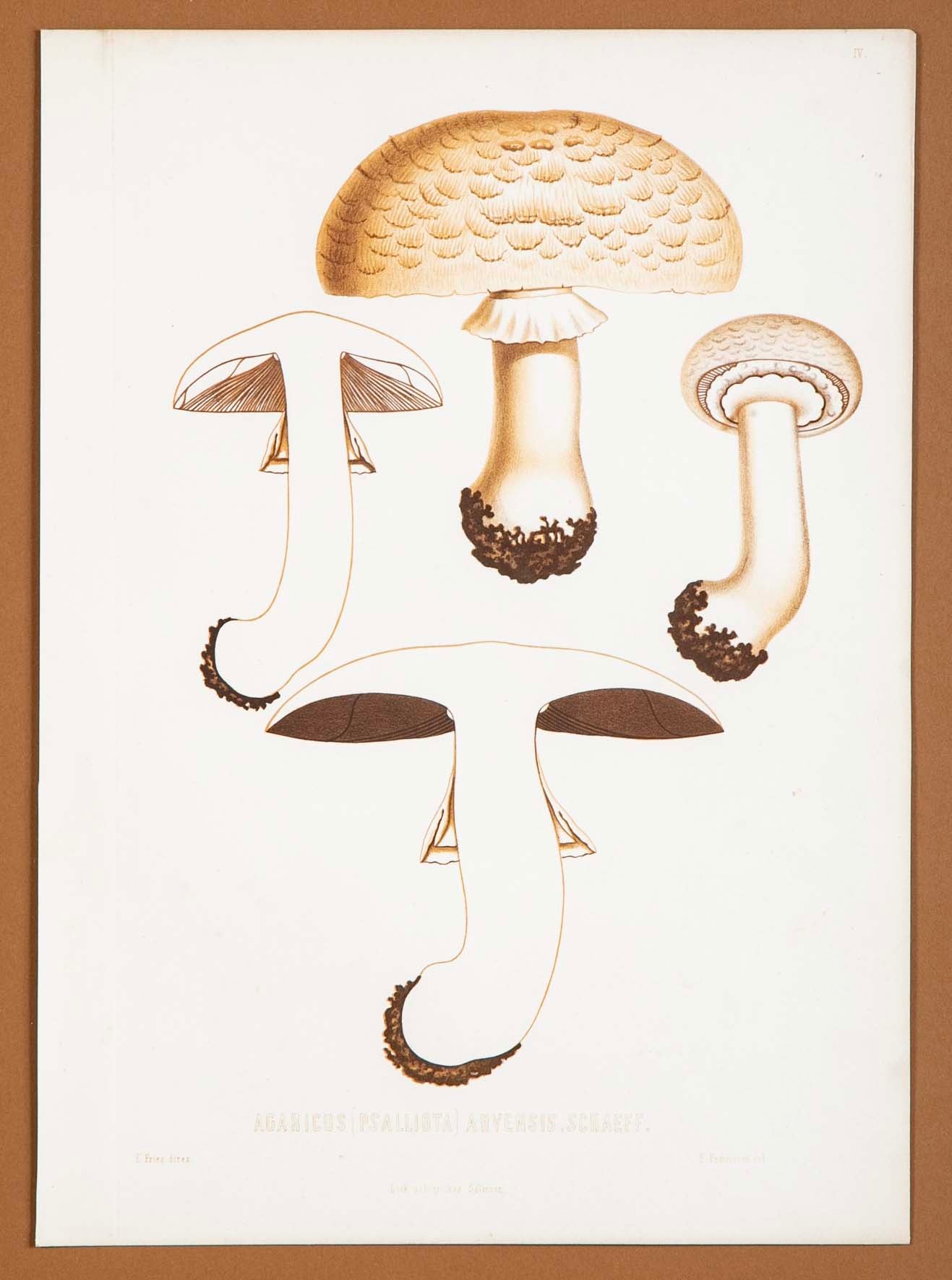 10 Chromolithograph Plates of Fungi by Swedish Botanist Elias Magnus Fries - Priced Individually at $950 EACH