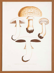 10 Chromolithograph Plates of Fungi by Swedish Botanist Elias Magnus Fries - Priced Individually at $950 EACH