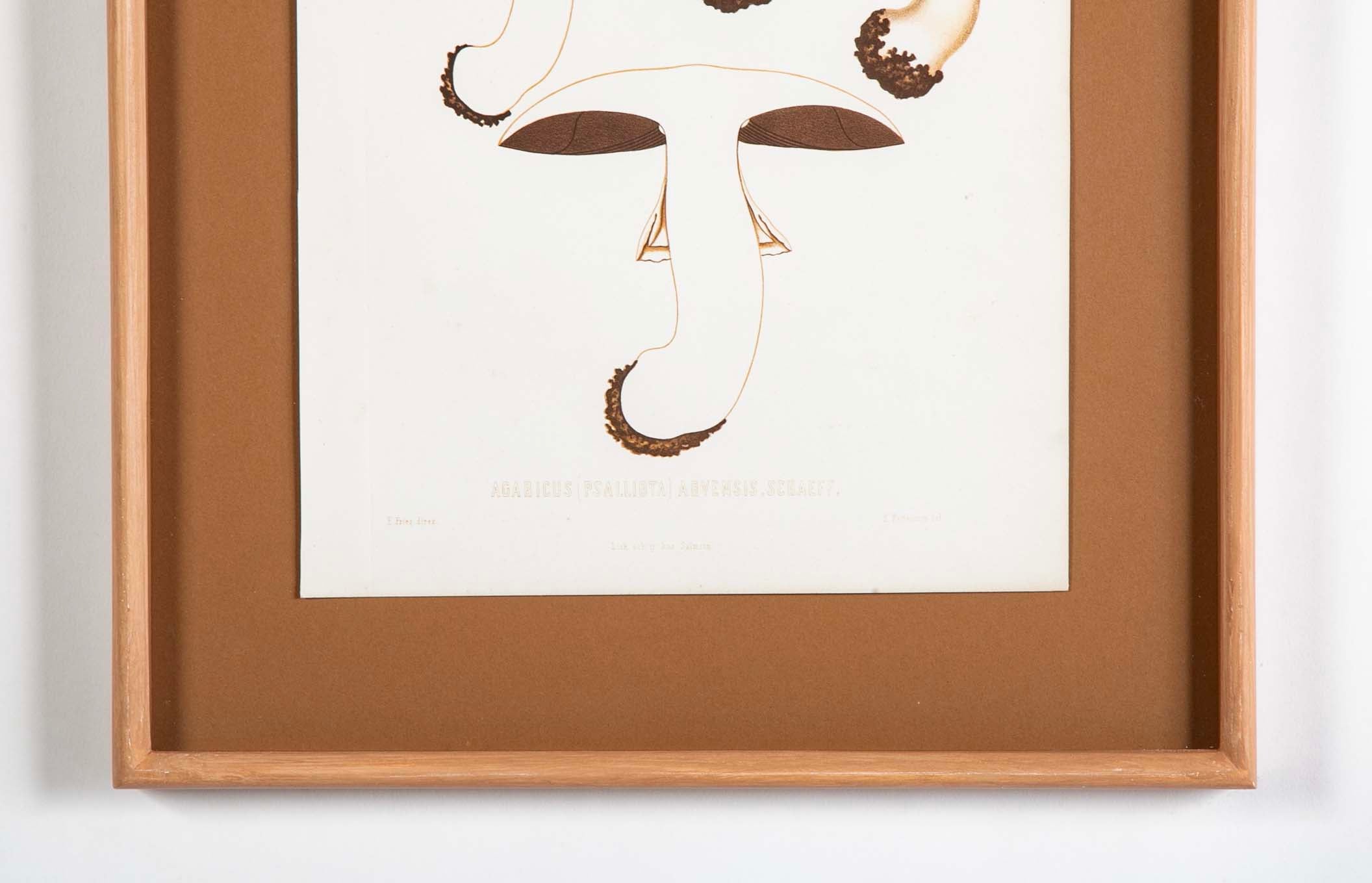 10 Chromolithograph Plates of Fungi by Swedish Botanist Elias Magnus Fries - Priced Individually at $950 EACH