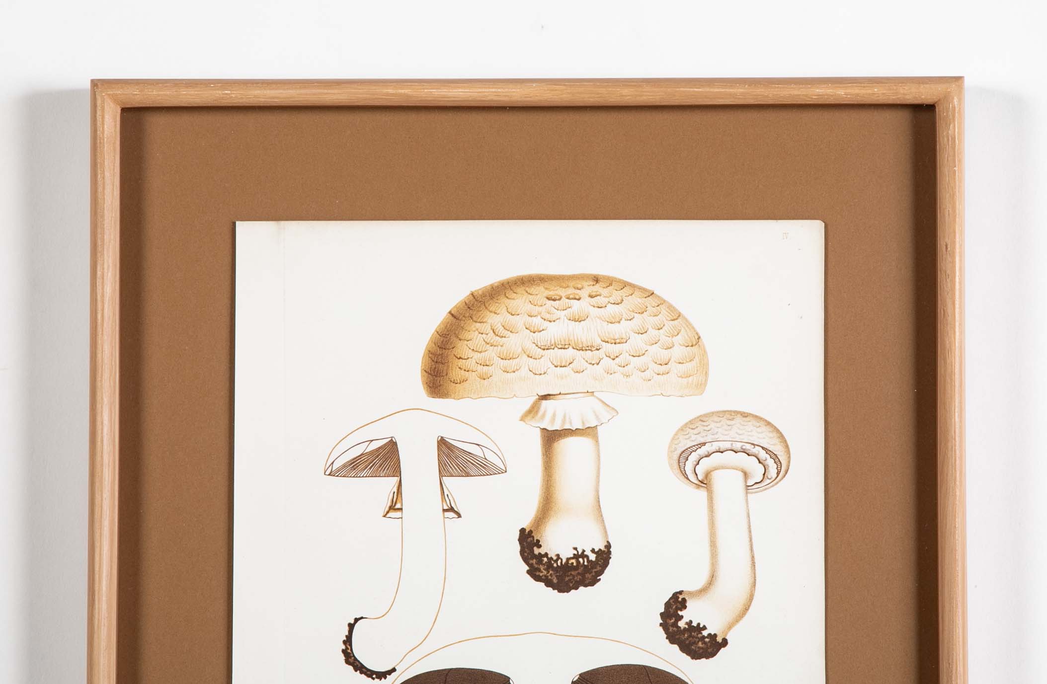 10 Chromolithograph Plates of Fungi by Swedish Botanist Elias Magnus Fries - Priced Individually at $950 EACH