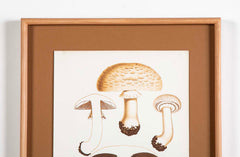 10 Chromolithograph Plates of Fungi by Swedish Botanist Elias Magnus Fries - Priced Individually at $950 EACH