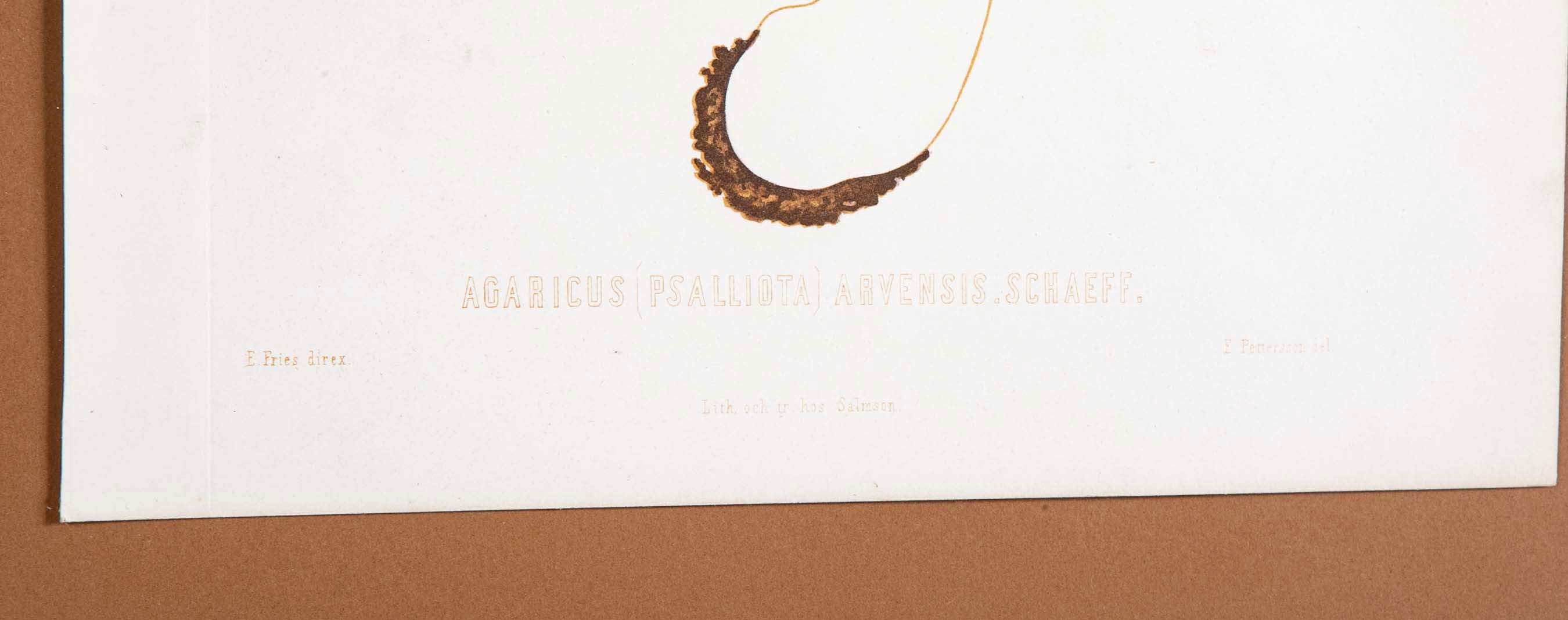 10 Chromolithograph Plates of Fungi by Swedish Botanist Elias Magnus Fries - Priced Individually at $950 EACH