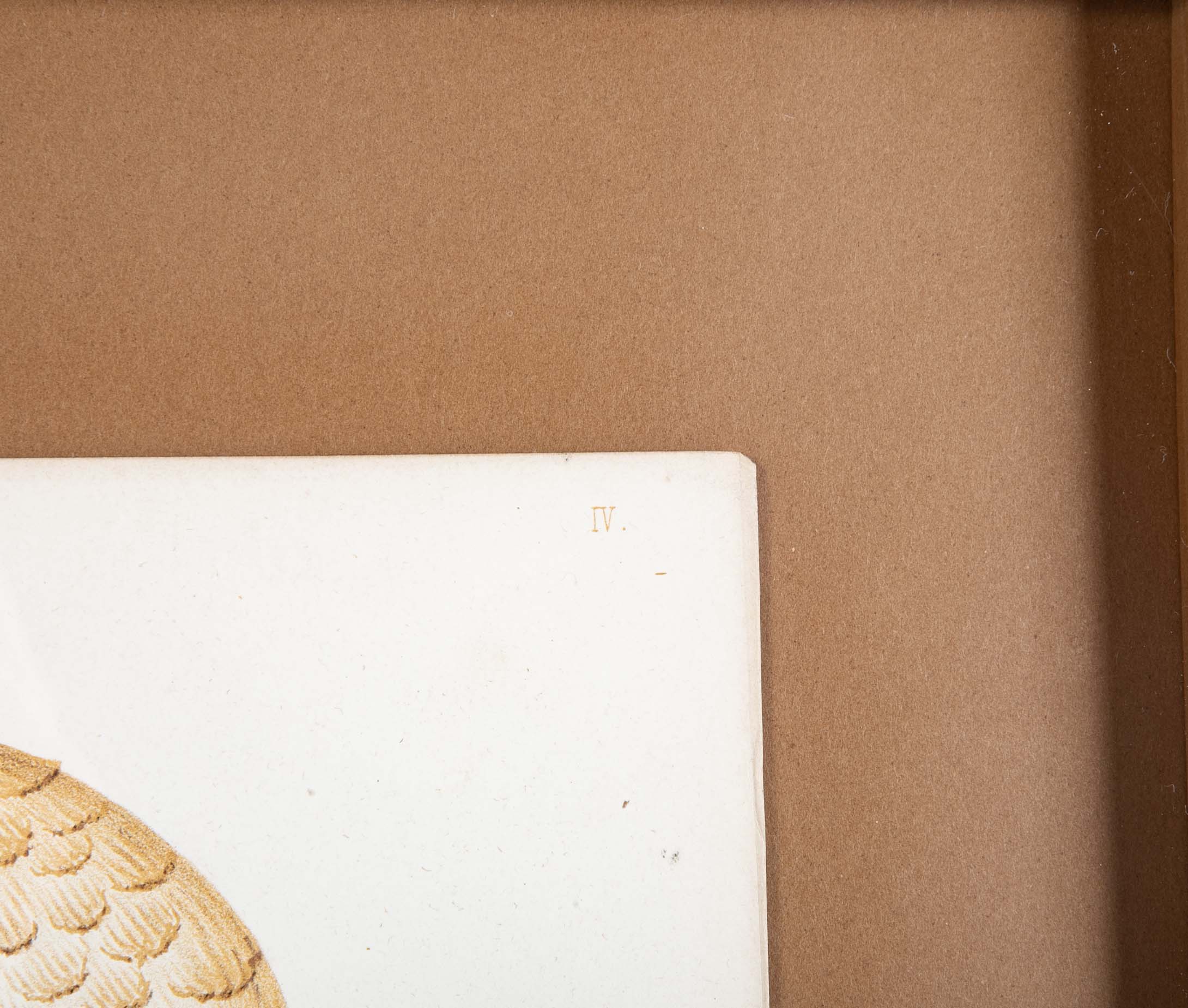 10 Chromolithograph Plates of Fungi by Swedish Botanist Elias Magnus Fries - Priced Individually at $950 EACH