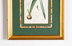 Botanical Print of a Flower by French Naturalist Painter Pancrace Bessa ( 1772 - 1846 )