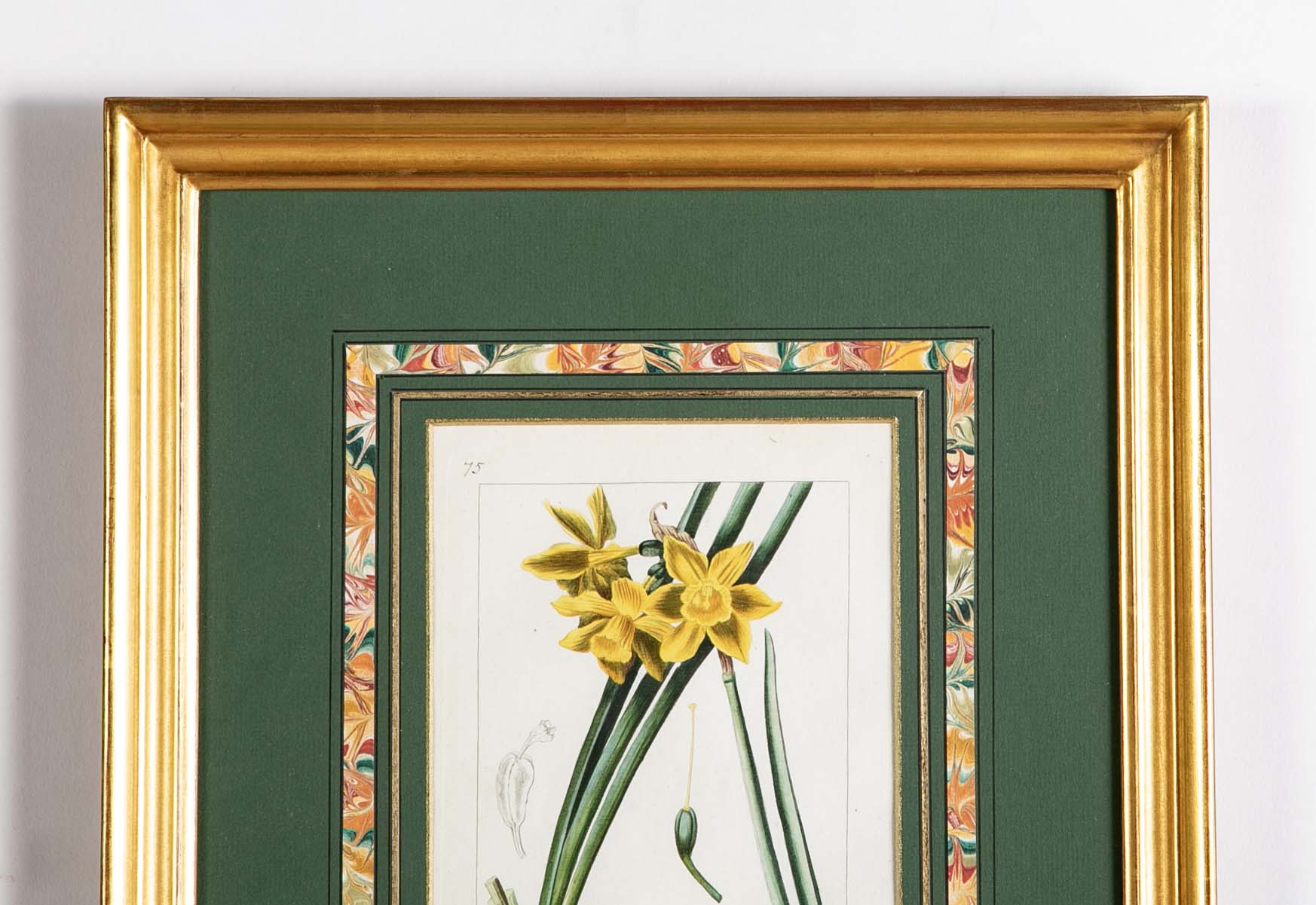 Botanical Print of a Flower by French Naturalist Painter Pancrace Bessa ( 1772 - 1846 )