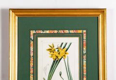 Botanical Print of a Flower by French Naturalist Painter Pancrace Bessa ( 1772 - 1846 )