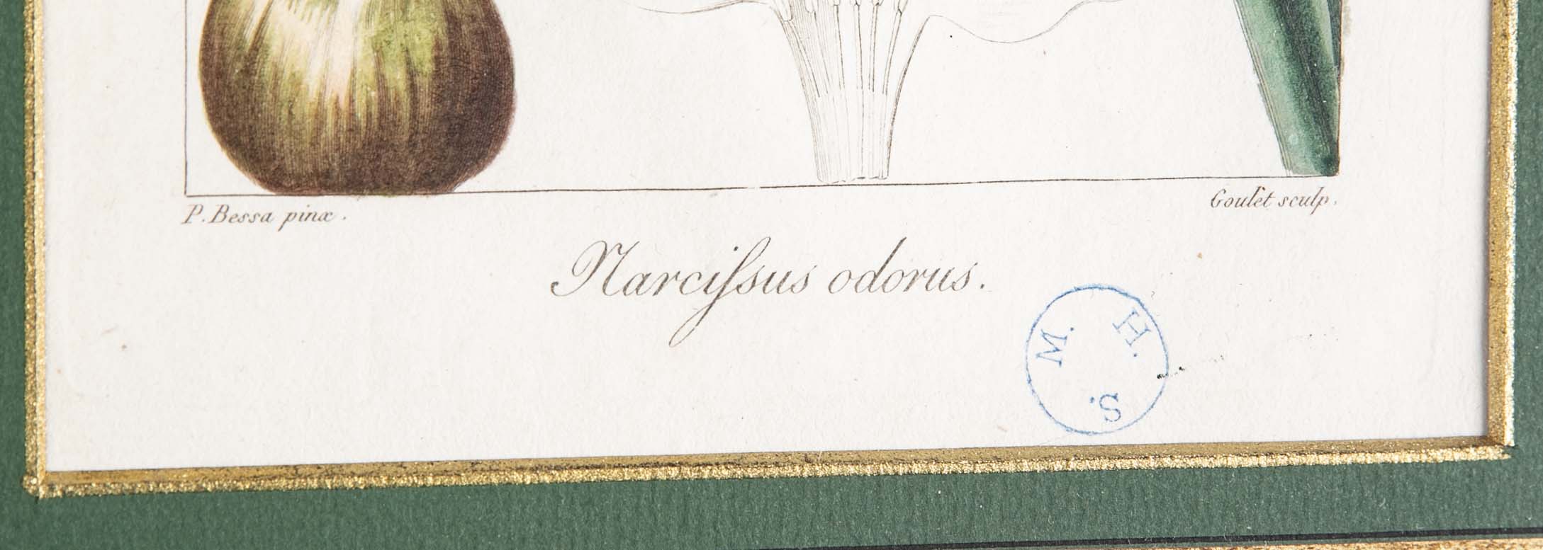 Botanical Print of a Flower by French Naturalist Painter Pancrace Bessa ( 1772 - 1846 )