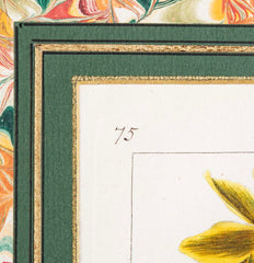 Botanical Print of a Flower by French Naturalist Painter Pancrace Bessa ( 1772 - 1846 )