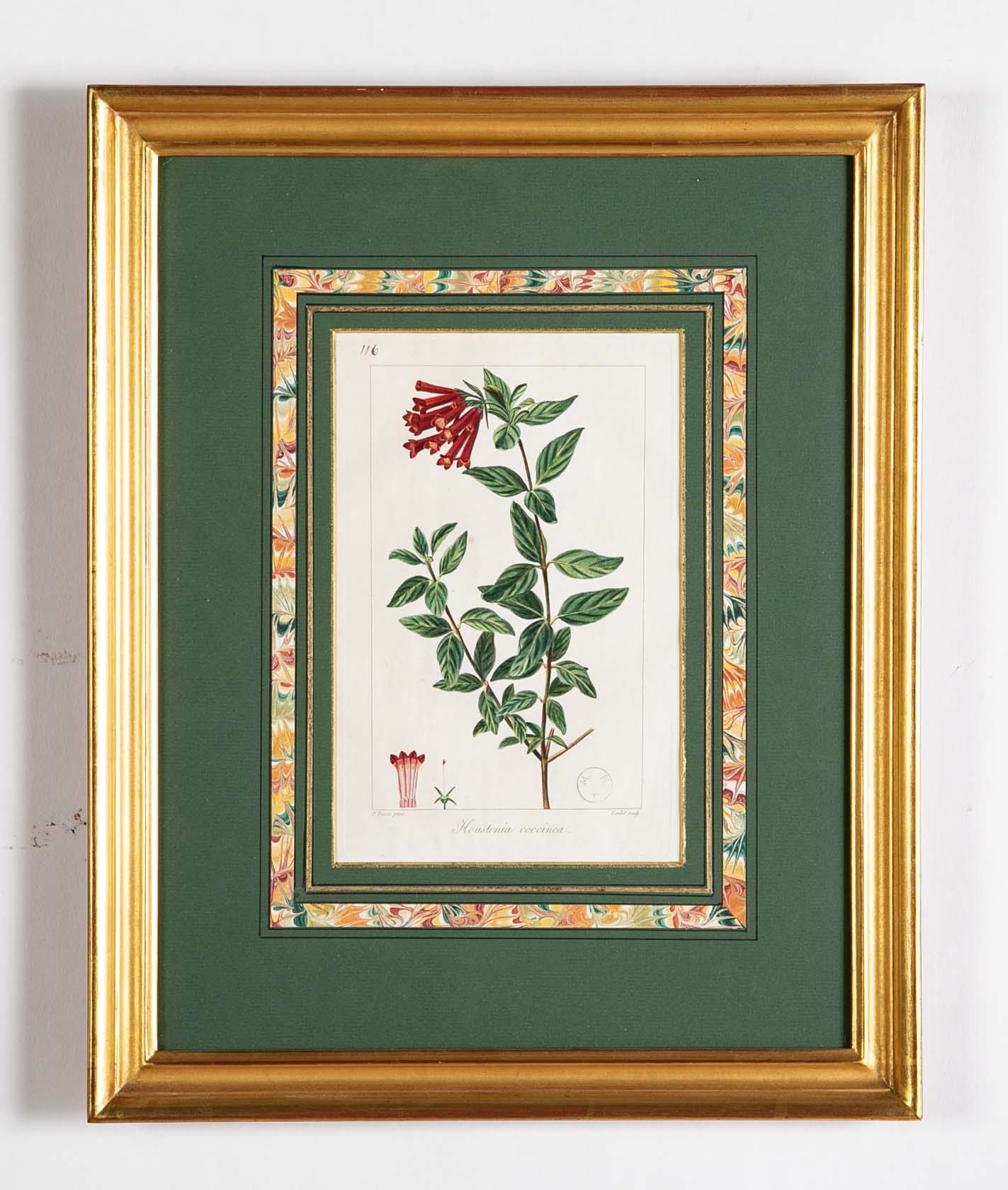 Botanical Print of a Flower by French Naturalist Painter Pancrace Bessa ( 1772 - 1846 )