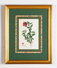 Botanical Print of a Flower by French Naturalist Painter Pancrace Bessa ( 1772 - 1846 )