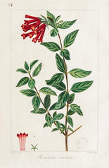 Botanical Print of a Flower by French Naturalist Painter Pancrace Bessa ( 1772 - 1846 )