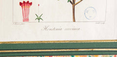 Botanical Print of a Flower by French Naturalist Painter Pancrace Bessa ( 1772 - 1846 )