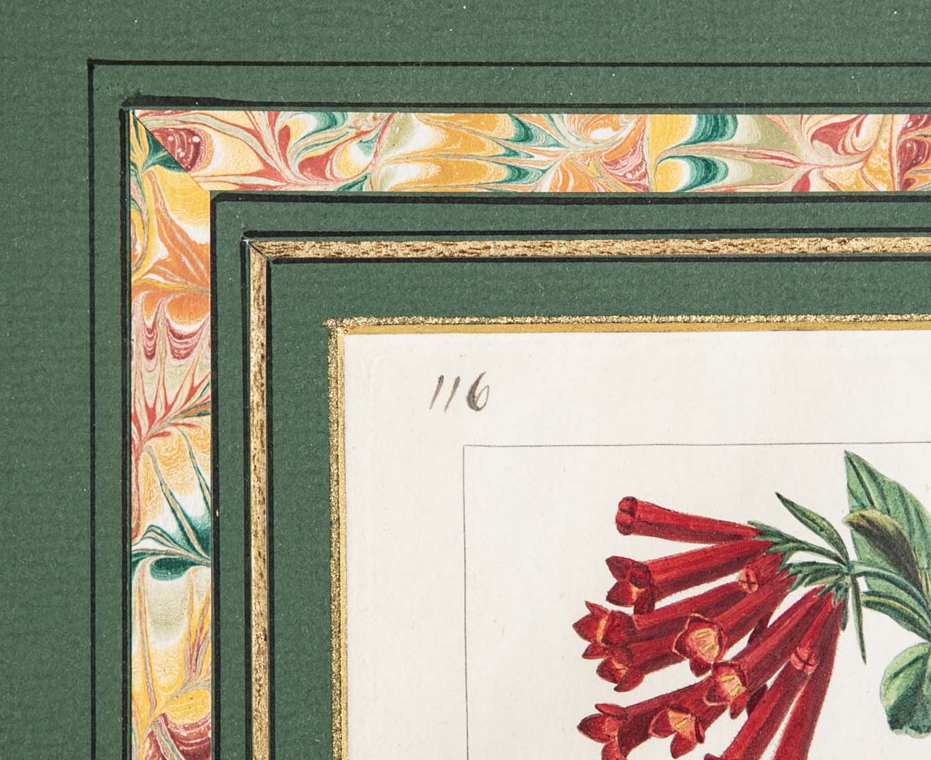 Botanical Print of a Flower by French Naturalist Painter Pancrace Bessa ( 1772 - 1846 )