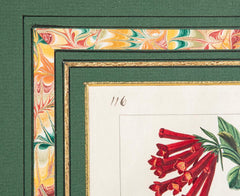 Botanical Print of a Flower by French Naturalist Painter Pancrace Bessa ( 1772 - 1846 )