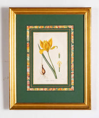Botanical Print of a Flower by French Naturalist Painter Pancrace Bessa ( 1772 - 1846 )