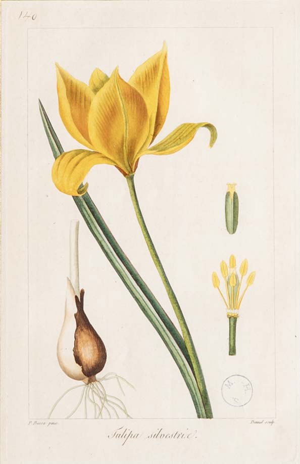 Botanical Print of a Flower by French Naturalist Painter Pancrace Bessa ( 1772 - 1846 )