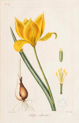 Botanical Print of a Flower by French Naturalist Painter Pancrace Bessa ( 1772 - 1846 )