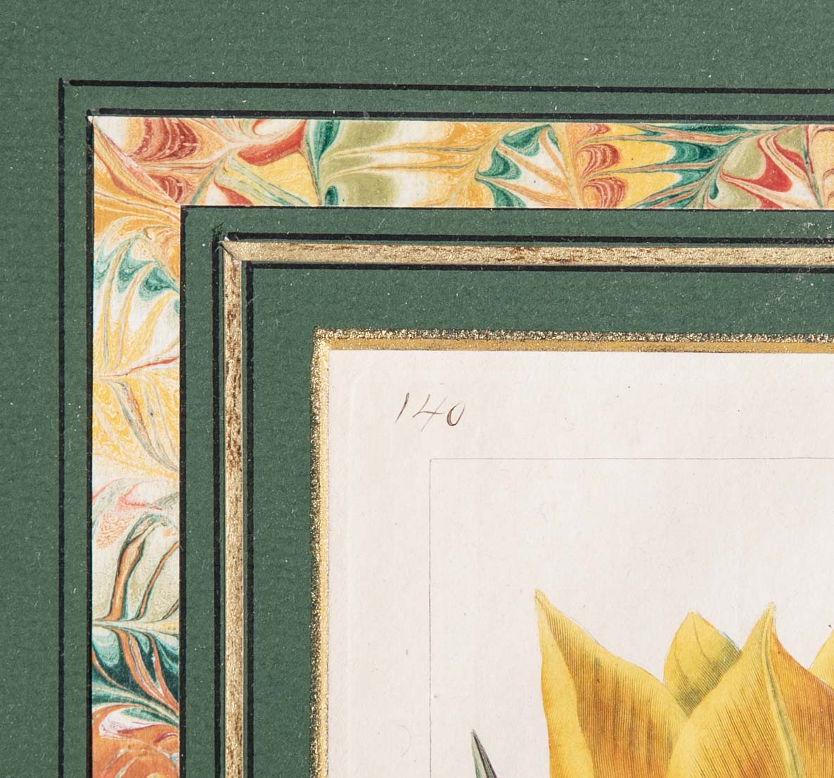 Botanical Print of a Flower by French Naturalist Painter Pancrace Bessa ( 1772 - 1846 )