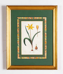 Botanical Print of a Flower by French Naturalist Painter Pancrace Bessa ( 1772 - 1846 )