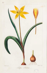 Botanical Print of a Flower by French Naturalist Painter Pancrace Bessa ( 1772 - 1846 )