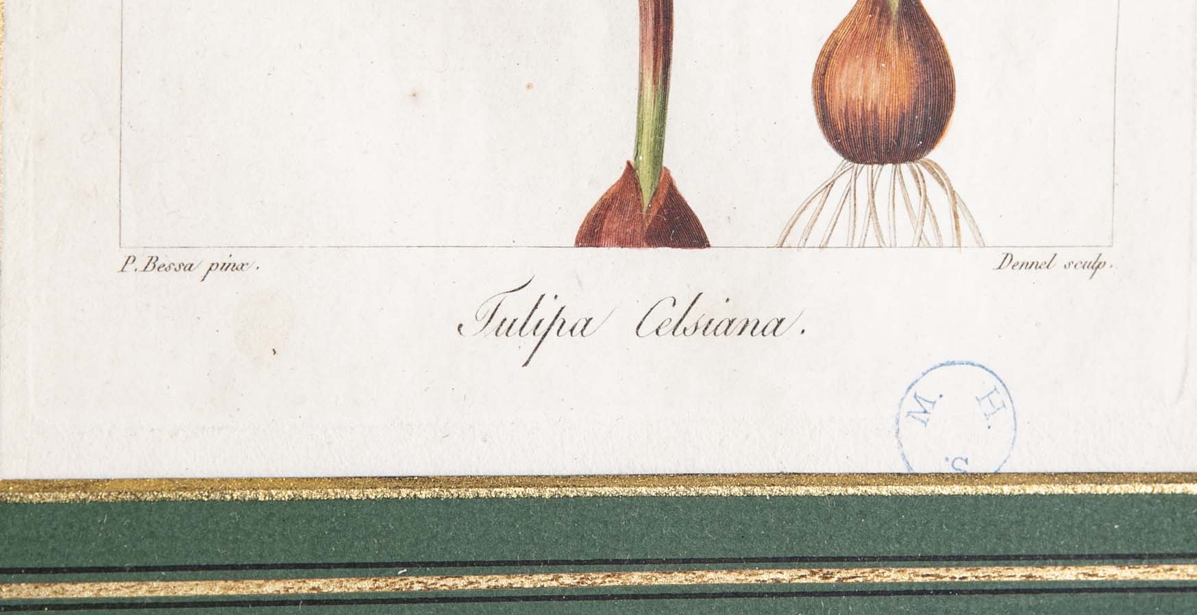 Botanical Print of a Flower by French Naturalist Painter Pancrace Bessa ( 1772 - 1846 )