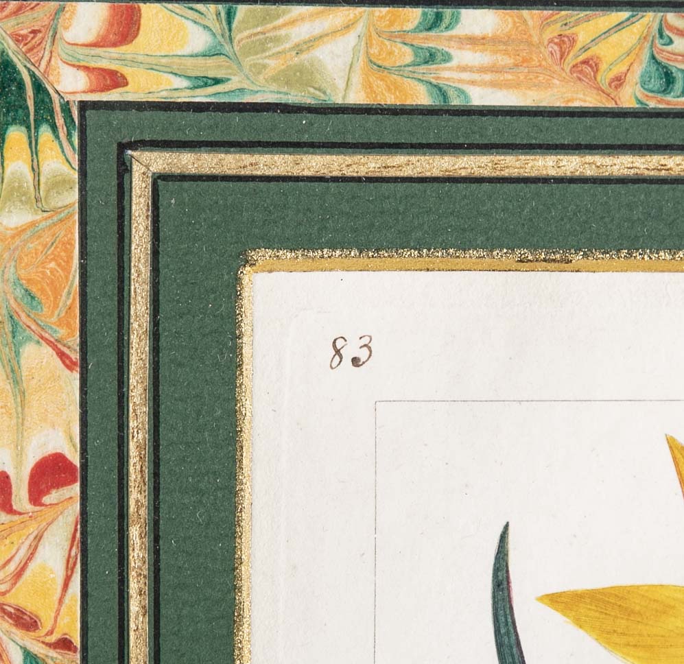 Botanical Print of a Flower by French Naturalist Painter Pancrace Bessa ( 1772 - 1846 )