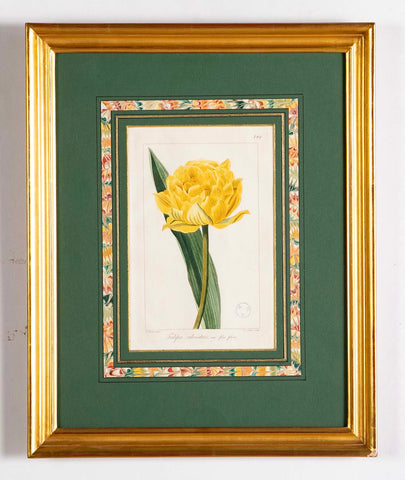 Botanical Print of a Flower by French Naturalist Painter Pancrace Bessa ( 1772 - 1846 )