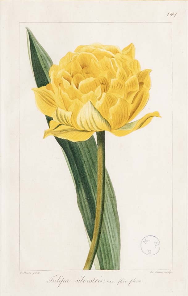 Botanical Print of a Flower by French Naturalist Painter Pancrace Bessa ( 1772 - 1846 )