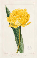 Botanical Print of a Flower by French Naturalist Painter Pancrace Bessa ( 1772 - 1846 )