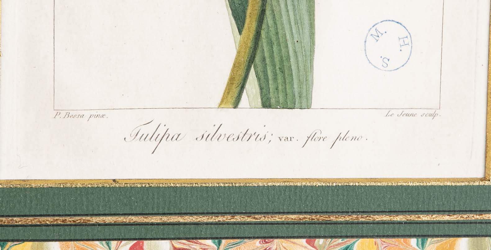 Botanical Print of a Flower by French Naturalist Painter Pancrace Bessa ( 1772 - 1846 )