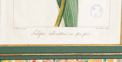 Botanical Print of a Flower by French Naturalist Painter Pancrace Bessa ( 1772 - 1846 )