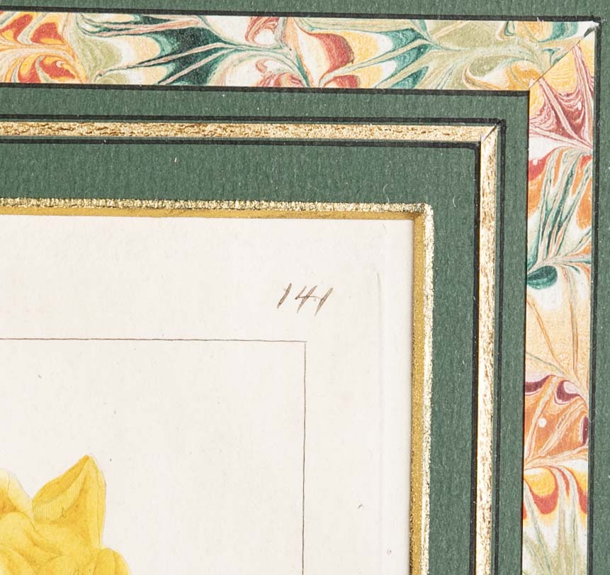 Botanical Print of a Flower by French Naturalist Painter Pancrace Bessa ( 1772 - 1846 )