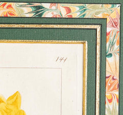 Botanical Print of a Flower by French Naturalist Painter Pancrace Bessa ( 1772 - 1846 )