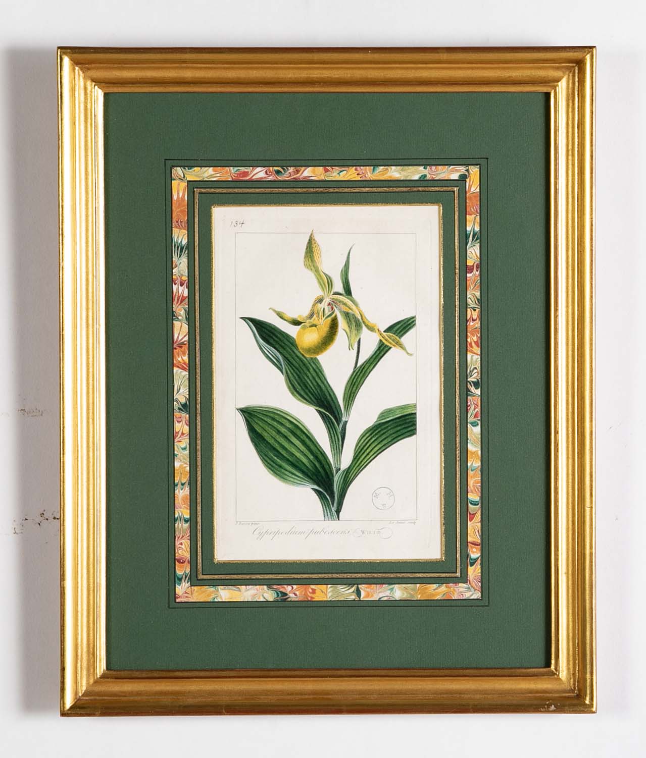 Botanical Print of a Flower by French Naturalist Painter Pancrace Bessa ( 1772 - 1846 )