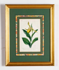 Botanical Print of a Flower by French Naturalist Painter Pancrace Bessa ( 1772 - 1846 )
